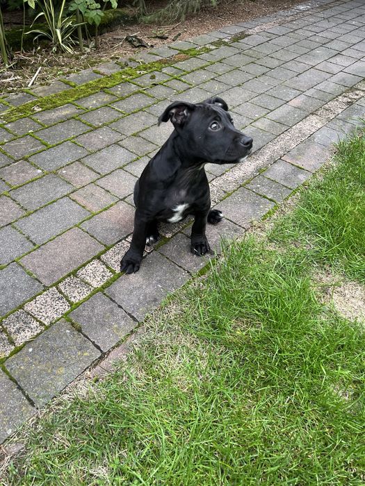 Suczka rasy Amstaff