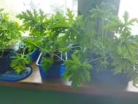 Anginka geranium młode