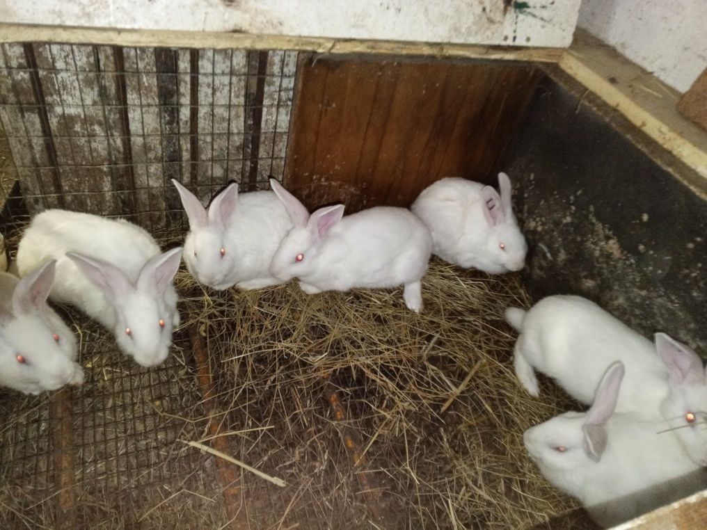 Кролики породи Панон Строкач