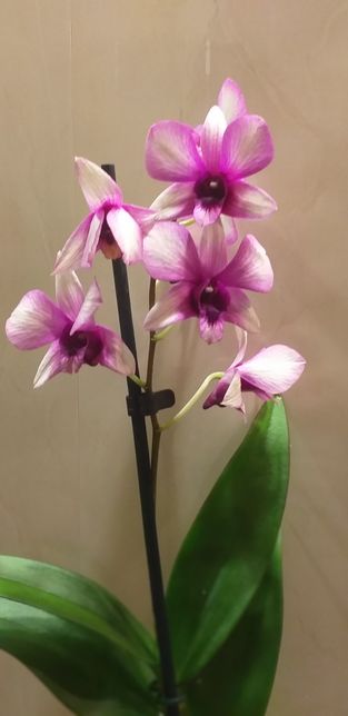 Орхидея Дендрофаленопсис.