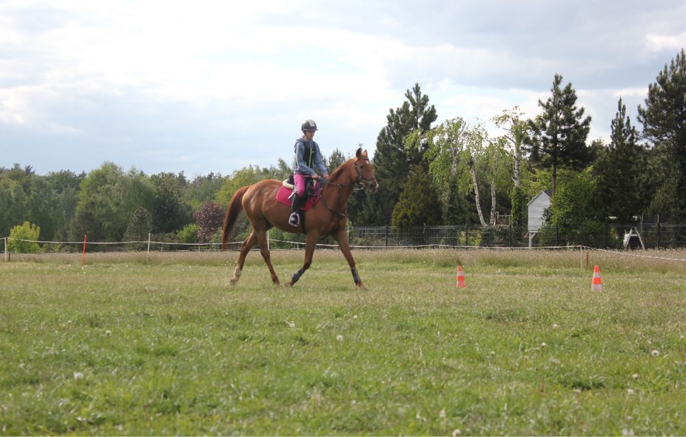 Sprzedam klacz folblut