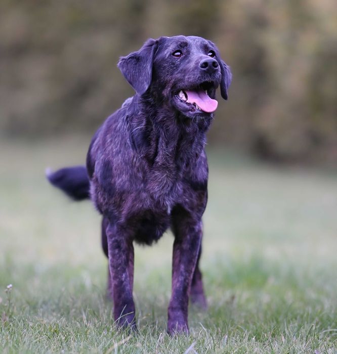 Suczka Mix labradora