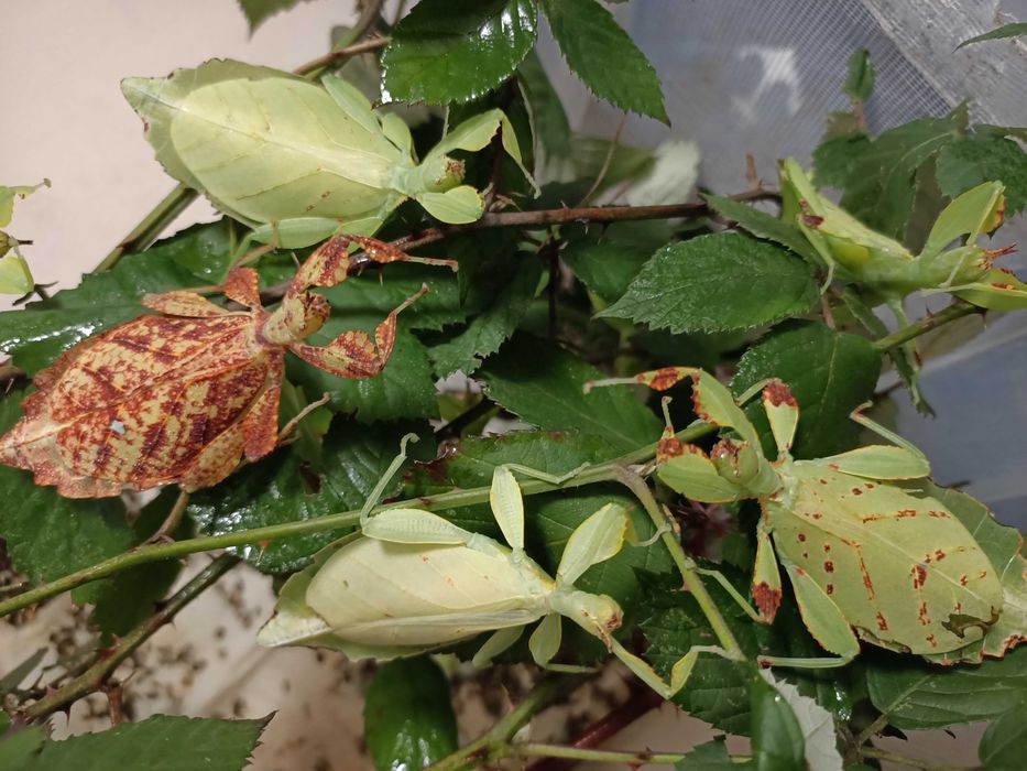 Liśćce Phyllium elegans, mimetyzm jak patyczaki, owady młode, za 10szt