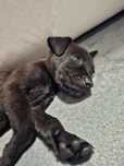 Cane corso szczeniak 6tyg