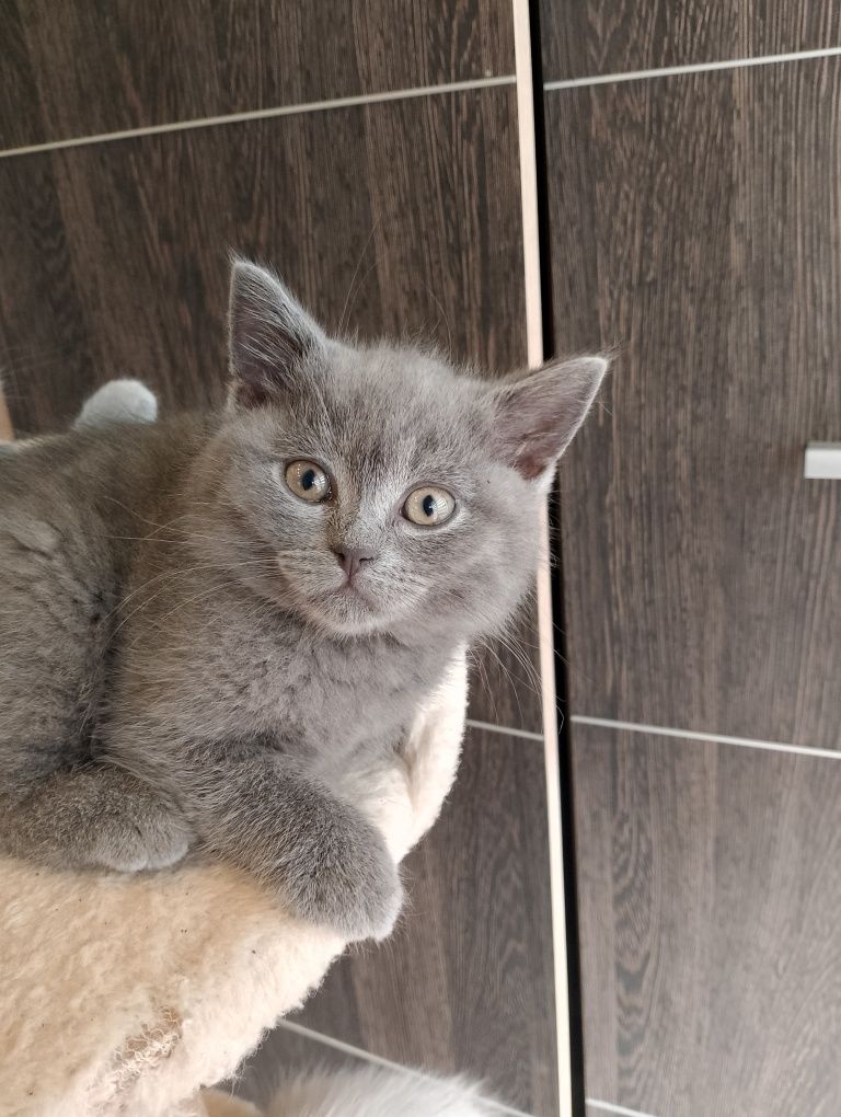 Kotek brytyjski niebieski