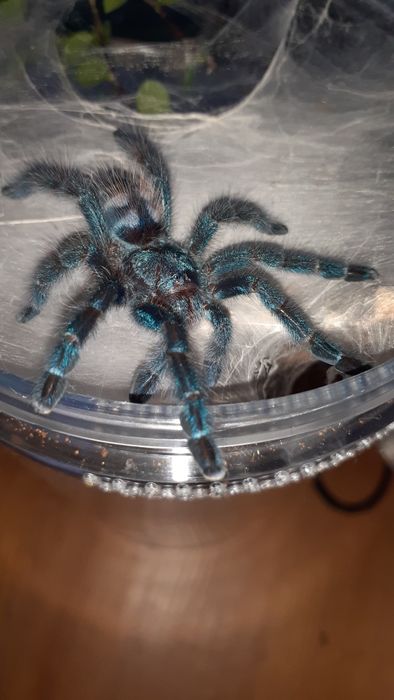 Caribena versicolor samica L7