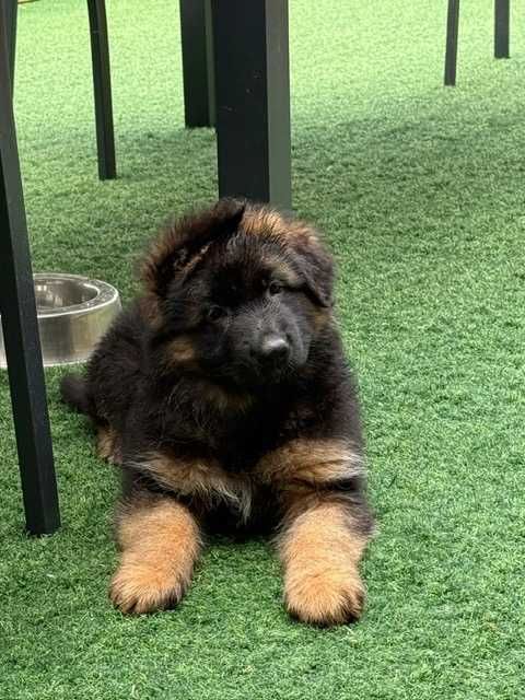 Cachorro Pastor Alemão