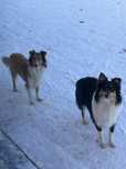 Szczeniaki Collie