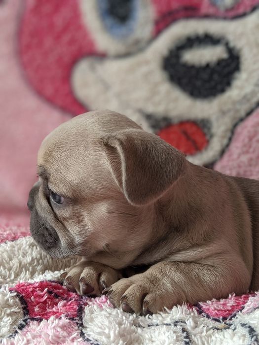 Дівчинка французького бульдога