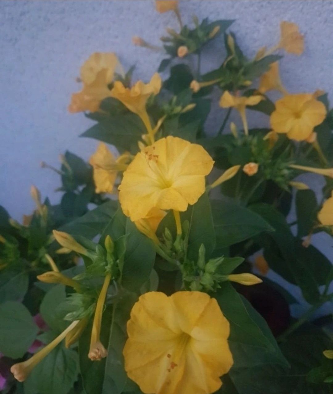 Dziwaczek Peruwiański Mirabilis Jalapa nasiona 100szt nasion