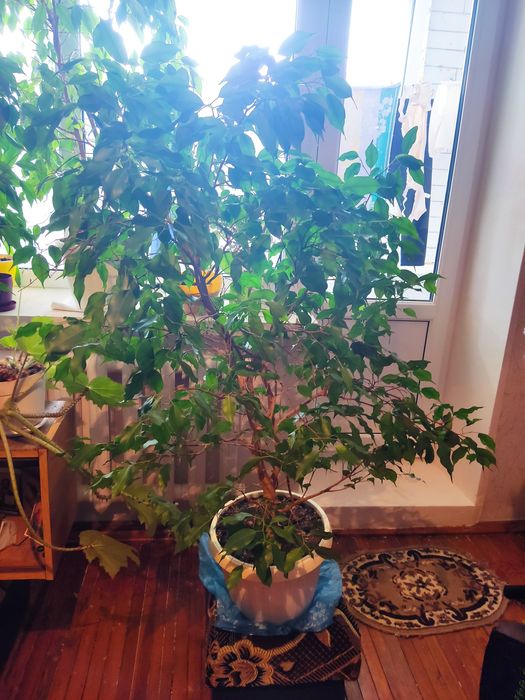 Вазон ФІКУС Бенджаміна