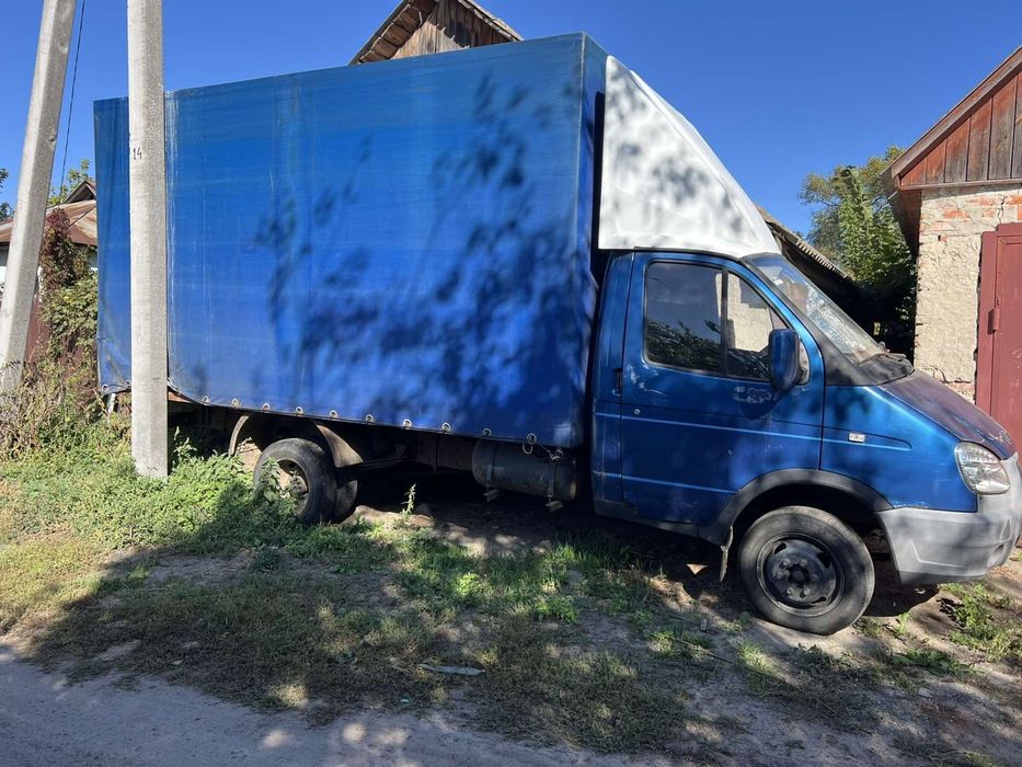 Газель газель...