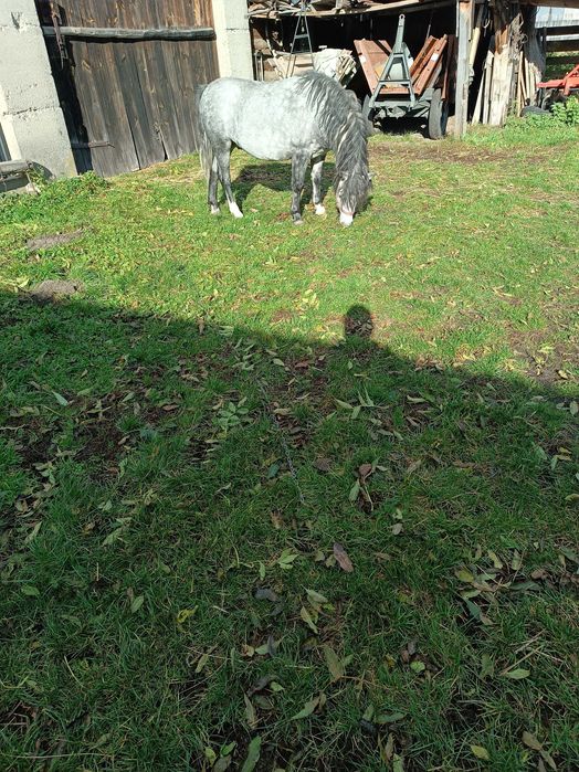 Sprzedam kuca ogierka