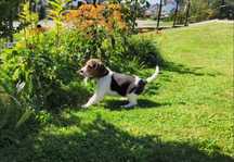 Szczeniak Beagle