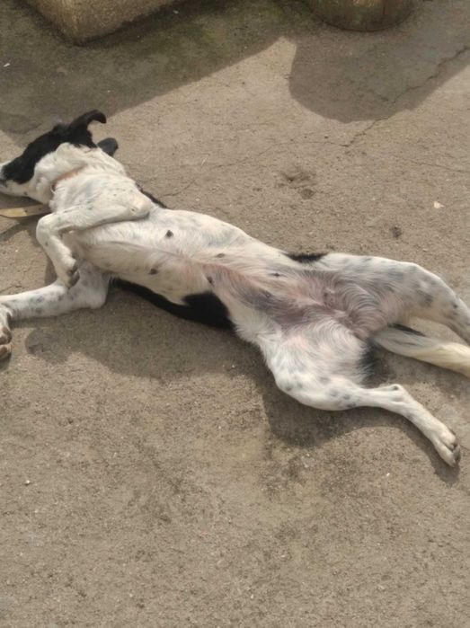 Cadelas porte médio raça indefinida