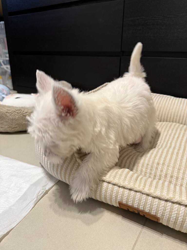 West Terrier malutka sunia
