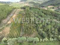 Terreno no Sobral da Abelheira - Terreno Agrícola de 8875m2