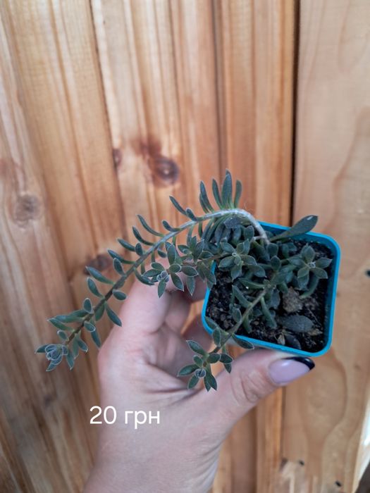 Продам різні сукуленти