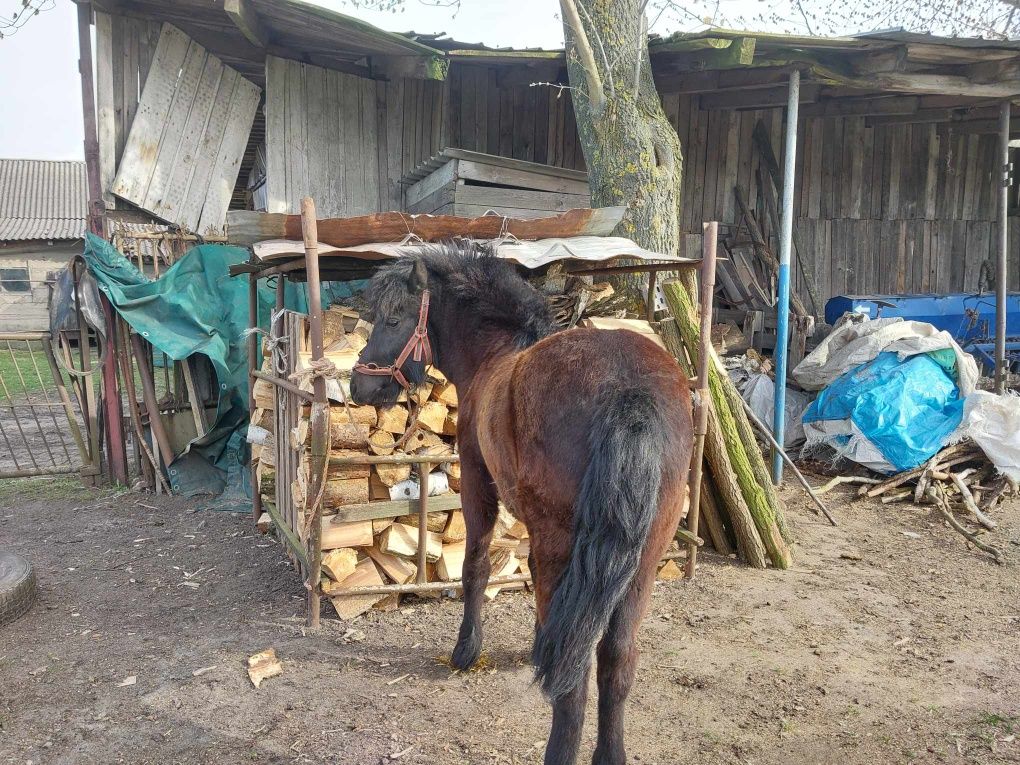 Kucyk koń sprzedam