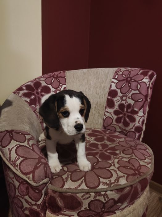 Beagle Tricolor piesek