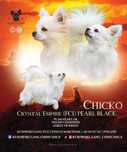 Chihuahua reproduktor FCI ZKwP krycie