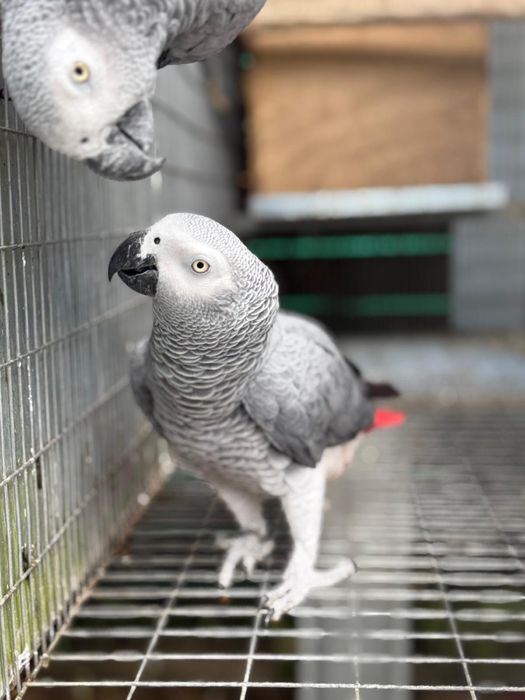 Casal Papagaios Cinzentos