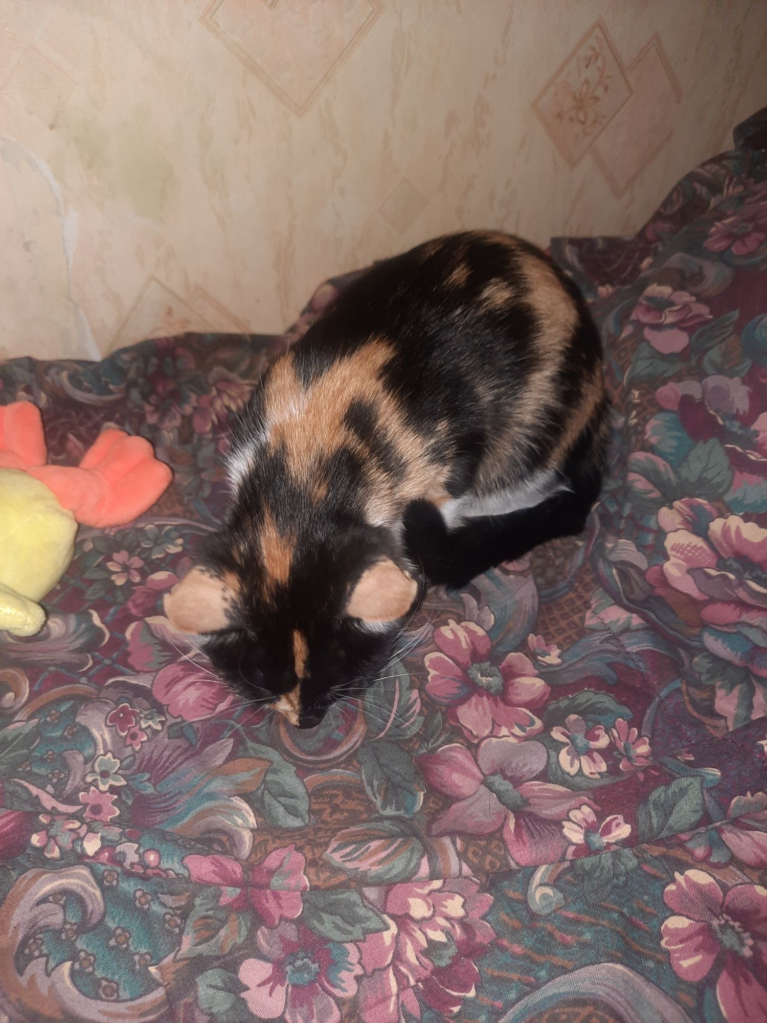 Котёнок ищет любящую семью