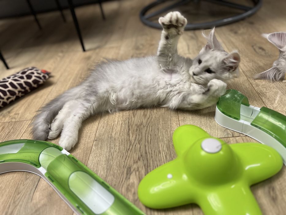 Diesel kocurek Maine Coon, rodowód FPL - rezerwacja