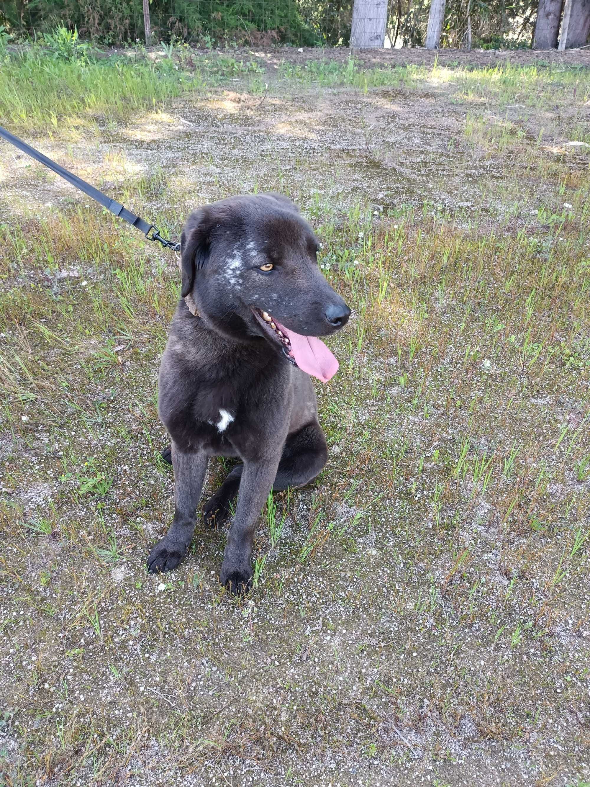 Para Adoção - Cão Cruzado Labrador