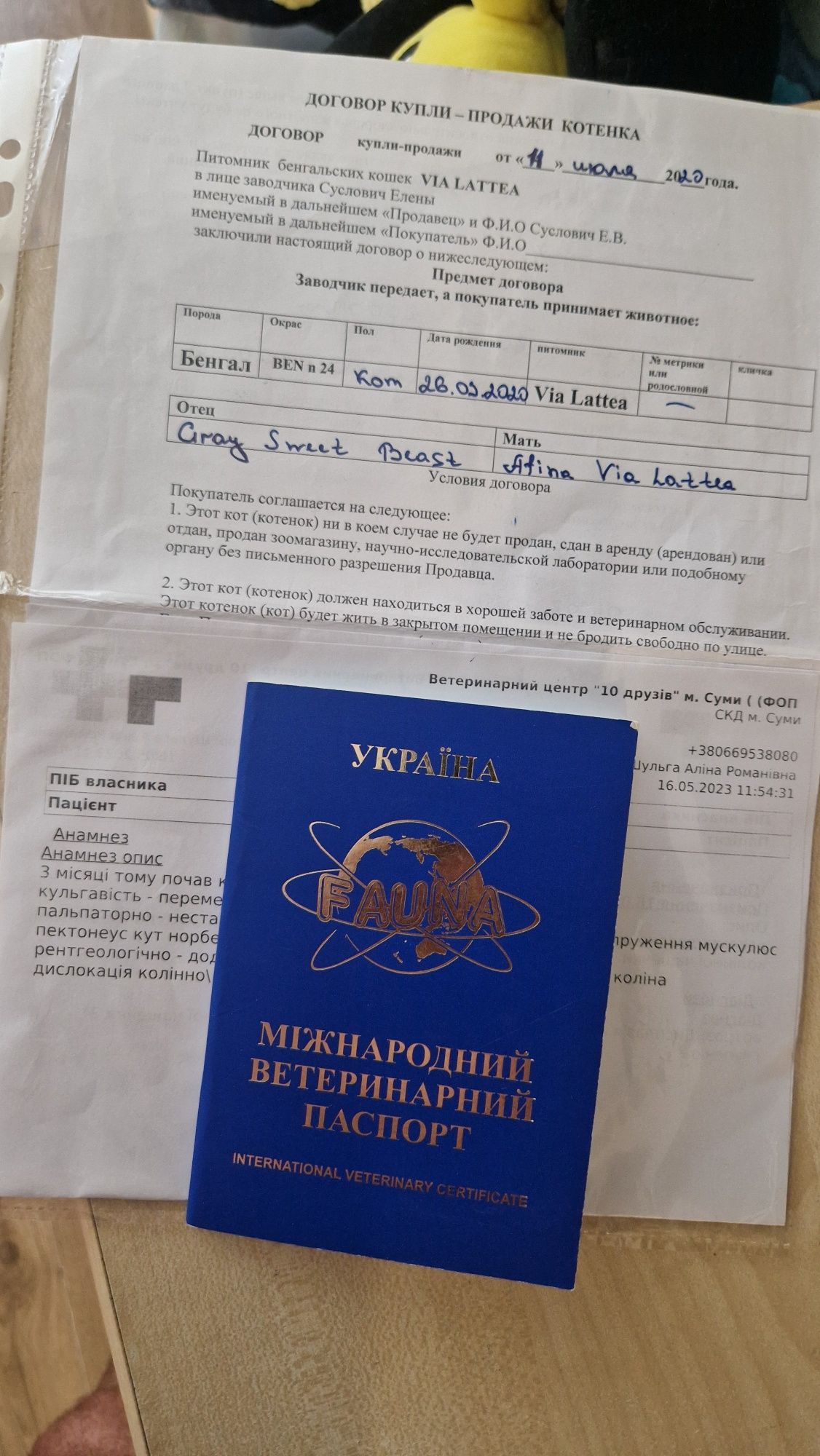 Бенгальский кот. Бенгал.
