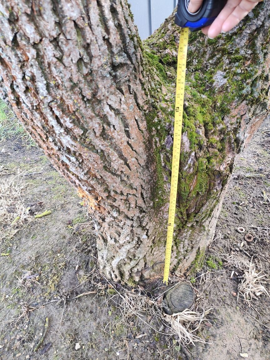 Orzech włoski do wycięcia