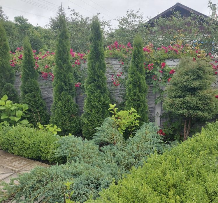 Роза плетистая розовая