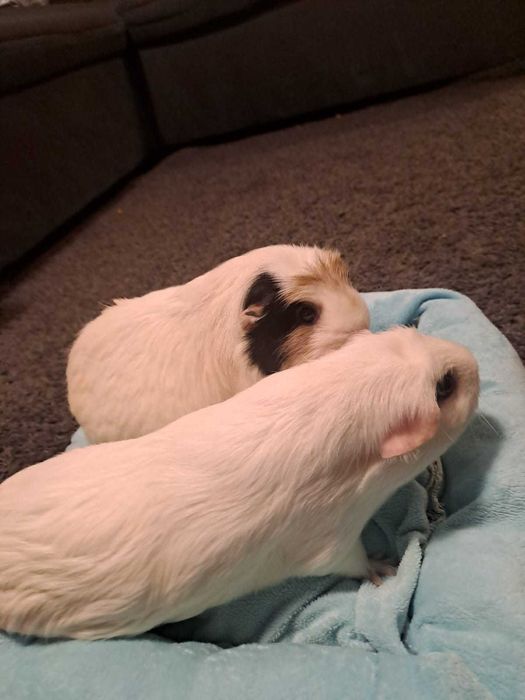 Sprzedam dwie samiczki świnek morskich z transporterem