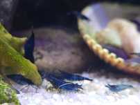 Krewetki Blue Velvet wysyłka