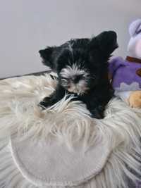 Yorkshire Terrier Black