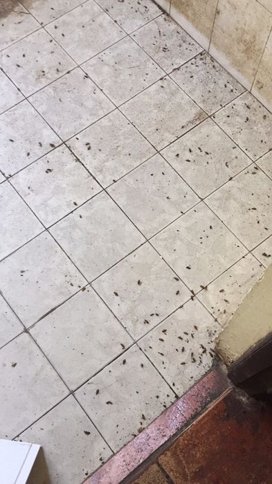 Обробка квартири та приміщень від тарганів