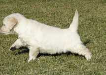 Golden Retriever C/LOP, Afixo e Vacinas.