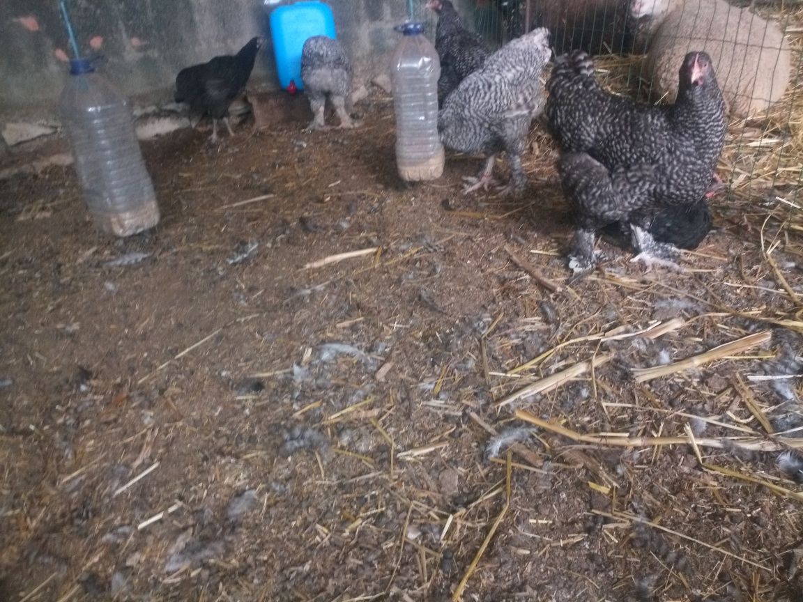 Reprodutores Malines aves  importados em ovo com Certificado