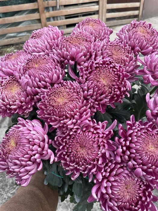 Хризантема одноголова зріз і кущі