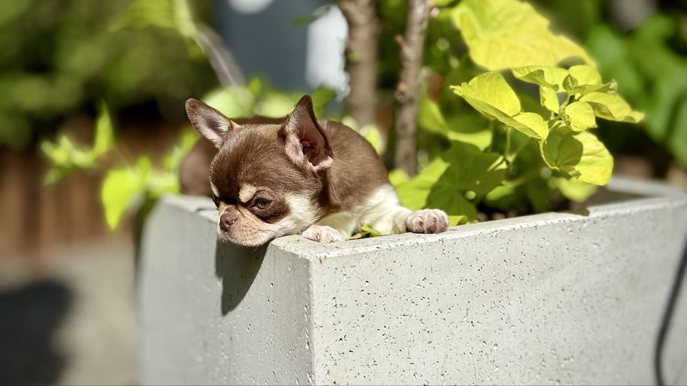 Czekoladowa PPRZEPIĘKNA GOTOWA do ODBIORU suczka chihuahua