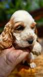 Cocker Spaniel Angielski - piesek cudowne umaszczenie Orange Roan