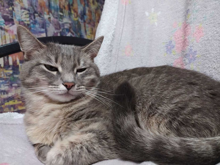 Апостолове загубилася кішка вул. Рекордна