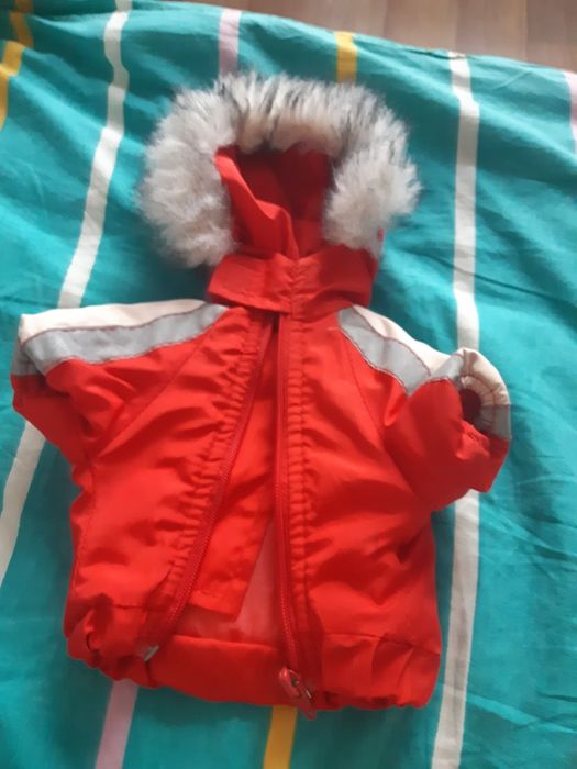 Для мини Чихуахуа