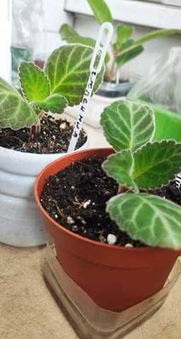 набор из 2-х сортов молодых глоксиний