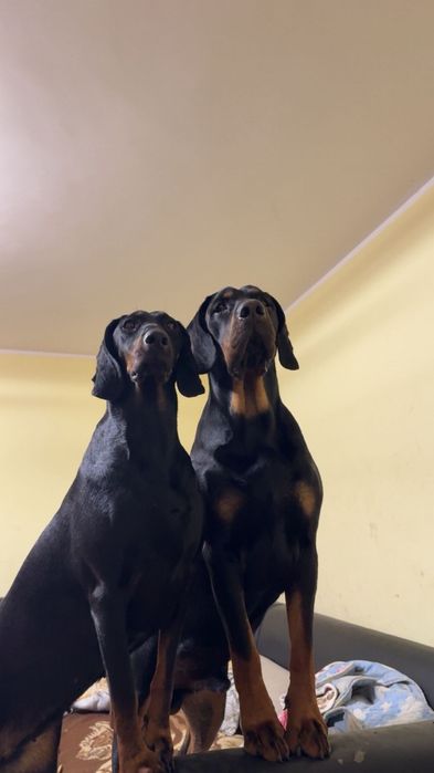 Ginczy polski szczeniak