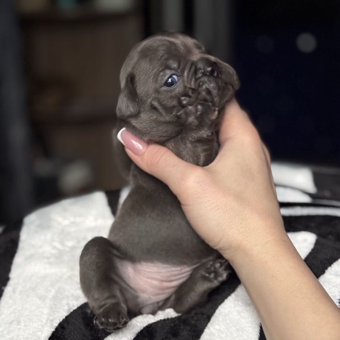 Продам цуценят французького бульдога