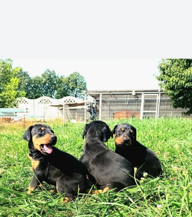 Doberman- suczka
