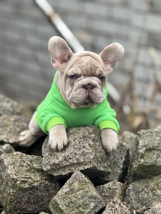 Французкий бульдог бигроп