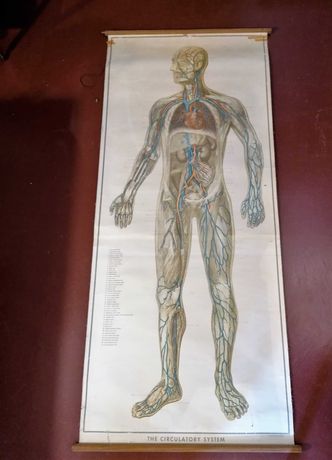 Póster anatómico Circulação Sanguínea Vintage