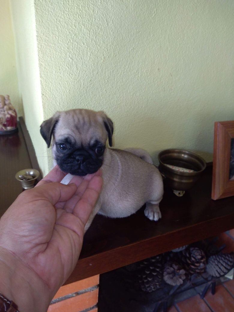 Pug Carlin Sublime